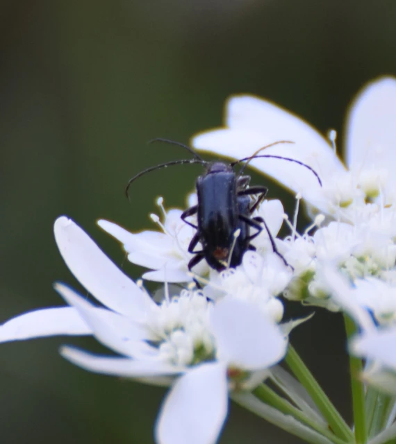 Dinoptera collaris - vörösnyakú virágcincér