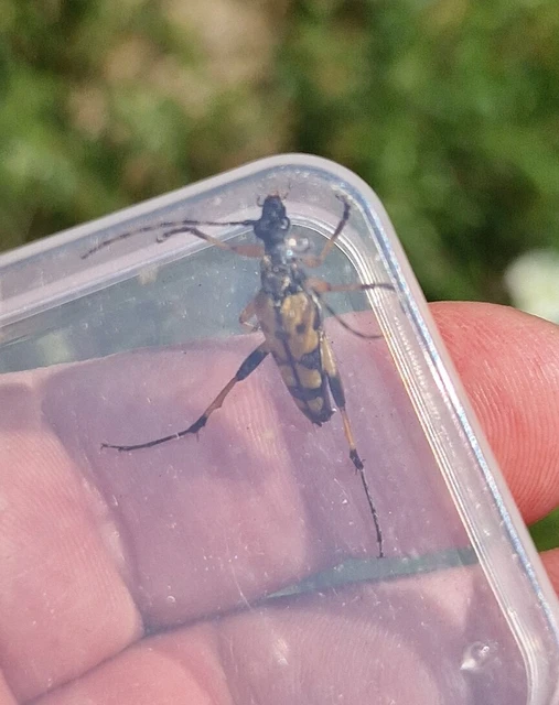 Rutpela maculata - tarkacsápú karcsúcincér