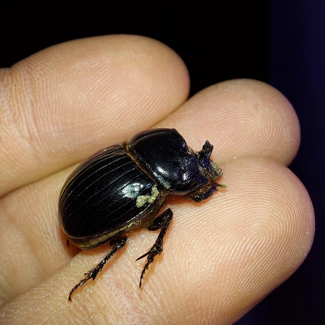 Copris lunaris - közönséges holdszarvú-ganéjtúró