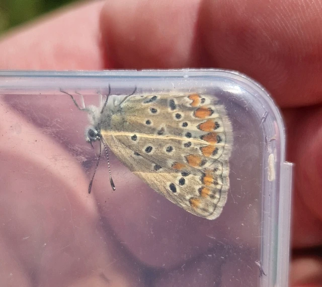 Polyommatus icarus - közönséges boglárka