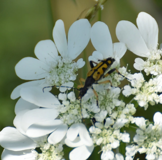 Rutpela maculata - tarkacsápú karcsúcincér