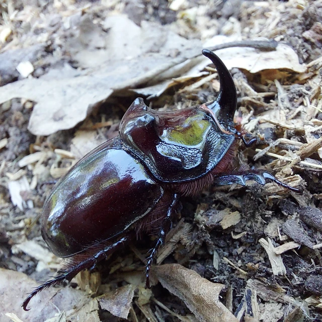 Oryctes nasicornis - orrszarvú bogár