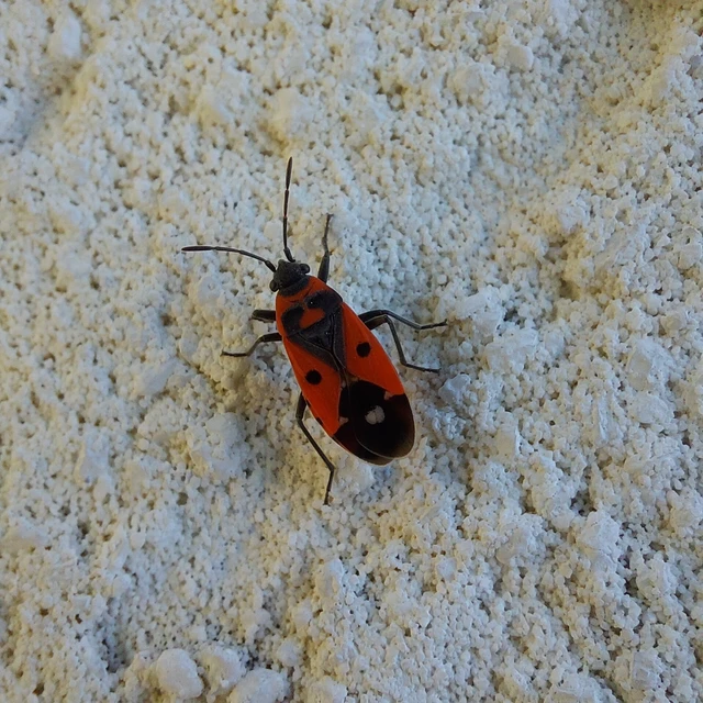 Melanocoryphus albomaculatus - nagy fehérfoltos-bodobács