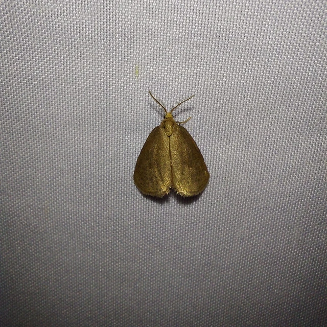 Bijugis bombycella - alkonyati zsákhordólepke
