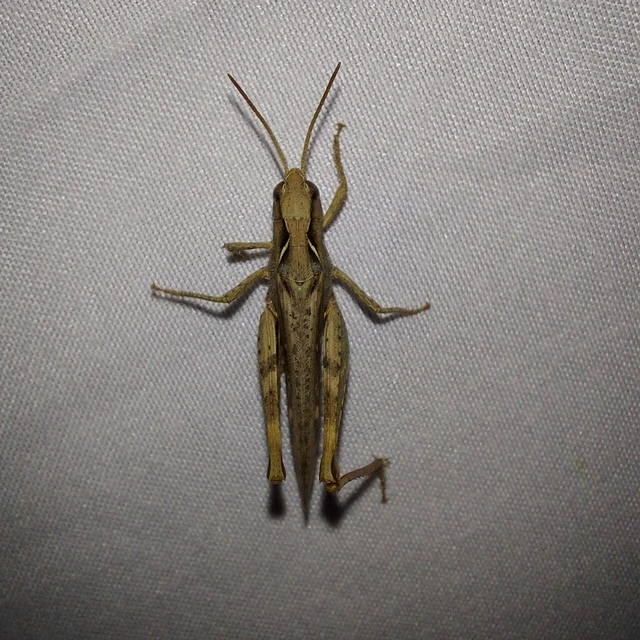 Chorthippus (Glyptobothrus) (subgenus) Chorthippus (Glyptobothrus) (subgenus)