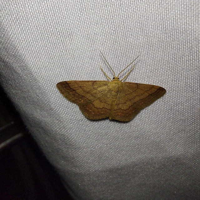 Scopula rubiginata - réti pirosaraszoló