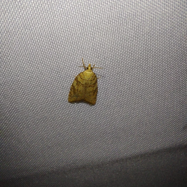 Aleimma loeflingiana - tölgylevél-sodrómoly Aleimma loeflingiana - tölgylevél-sodrómoly