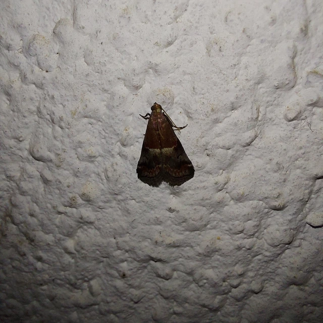 Acrobasis marmorea - márványos karcsúmoly