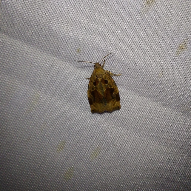 Archips xylosteana - kökényszövő sodrómoly