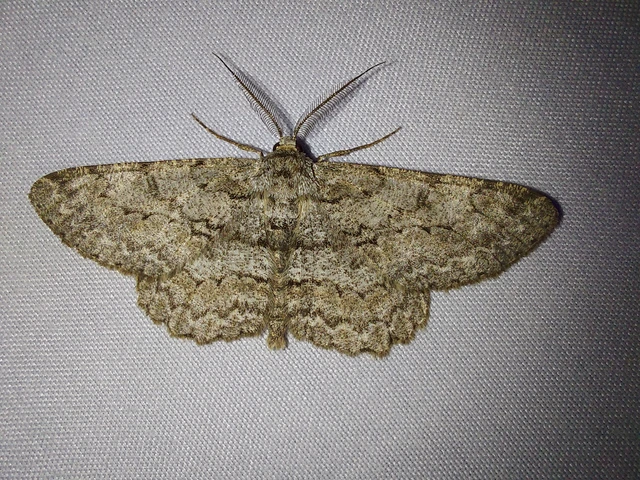 Hypomecis punctinalis - pettyes faaraszoló