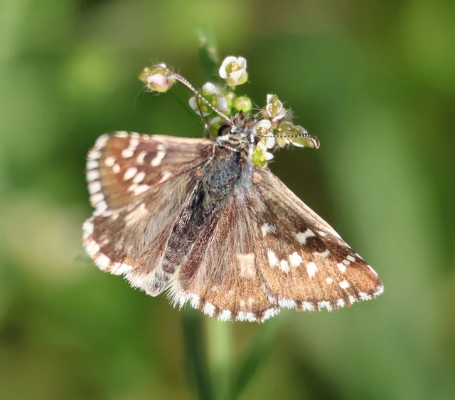 Pyrgus armoricanus - feles busalepke