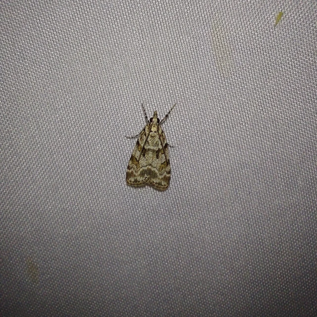 Scoparia