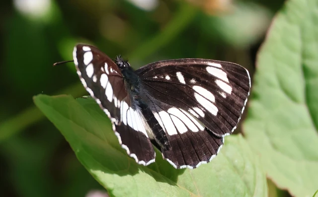 Neptis rivularis - nagy fehérsávoslepke