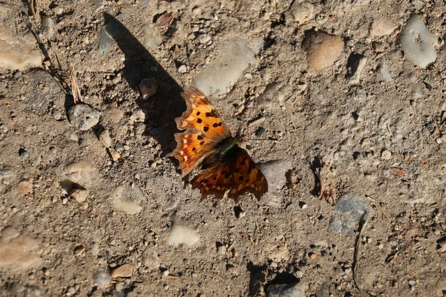 Nymphalis c-album - C-betűs lepke