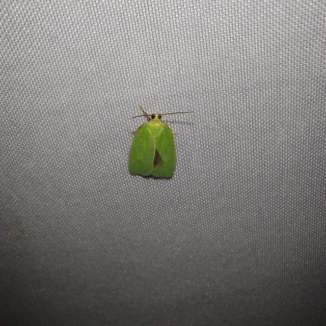 Tortrix viridana - tölgyilonca