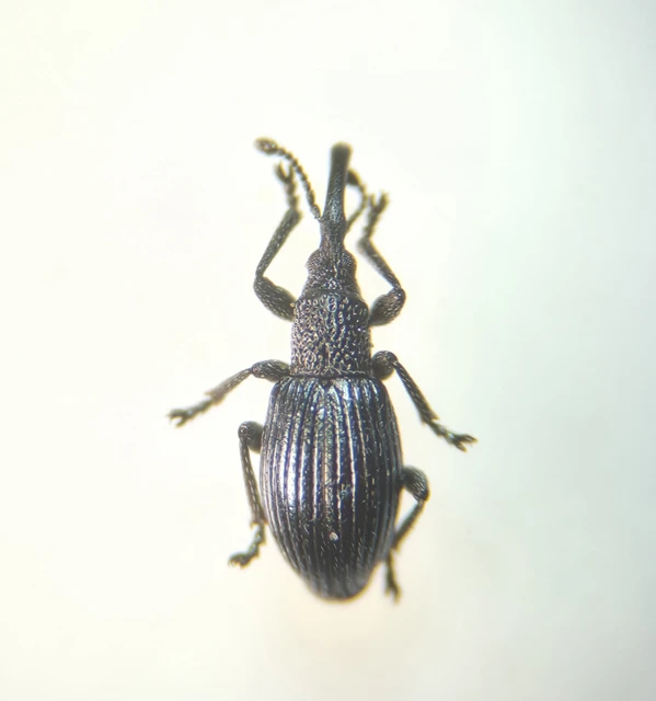 Ceratapion onopordi - szamárbogáncs-cickányormányos Ceratapion onopordi - szamárbogáncs-cickányormányos