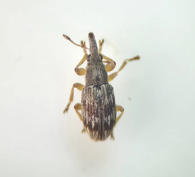 Taeniapion urticarium - csalán-cickányormányos