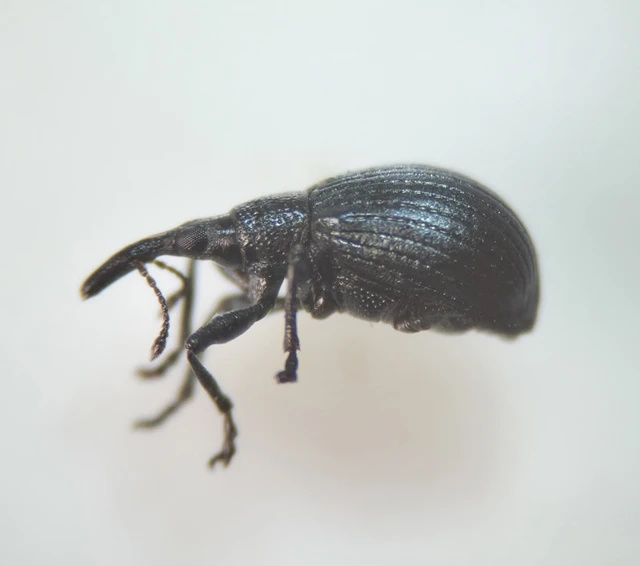 Eutrichapion punctiger - bükkönyrontó cickányormányos Eutrichapion punctiger - bükkönyrontó cickányormányos