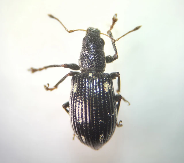 Polydrusus picus - pikkelyfoltos lombormányos