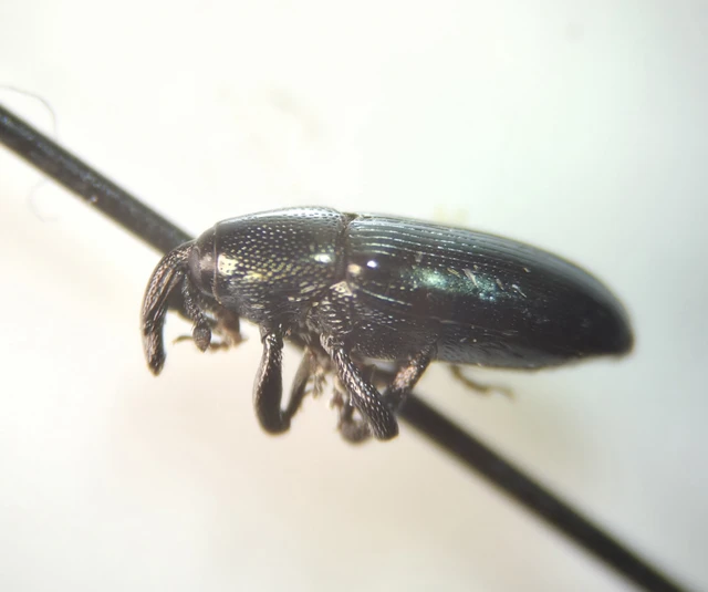 Aulacobaris caerulescens - fémes repcebáris