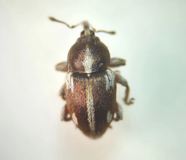 Tychius quinquepunctatus - borsó-tímárormányos