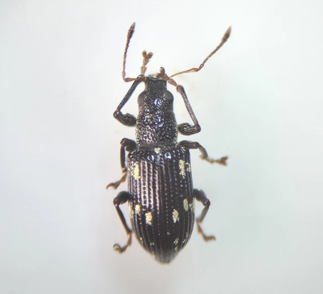 Polydrusus picus - pikkelyfoltos lombormányos