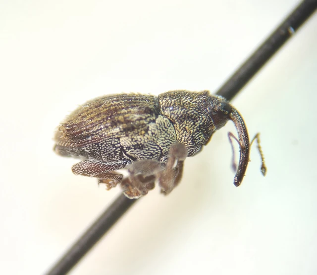 Trichosirocalus troglodytes - kis útifűormányos Trichosirocalus troglodytes - kis útifűormányos