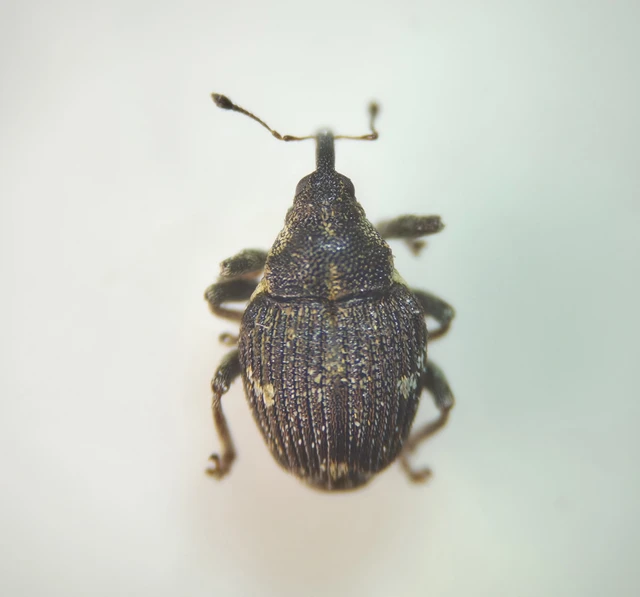 Nedyus quadrimaculatus - közönséges csalánormányos