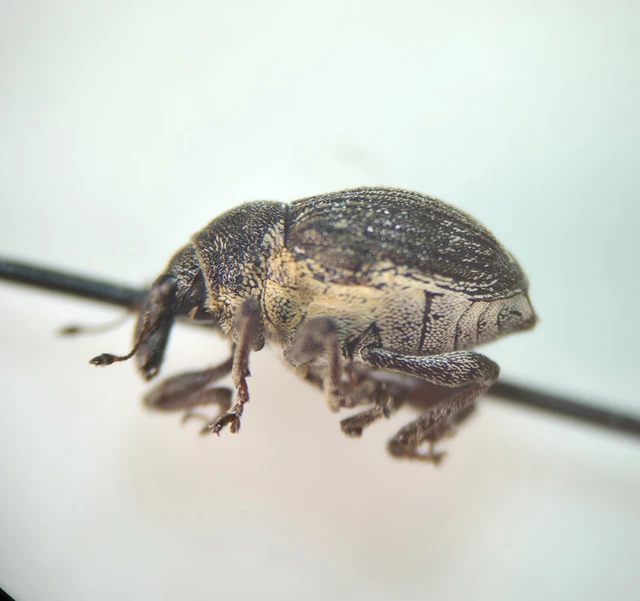 Rhinoncus leucostigma - vöröslábú sóskaormányos