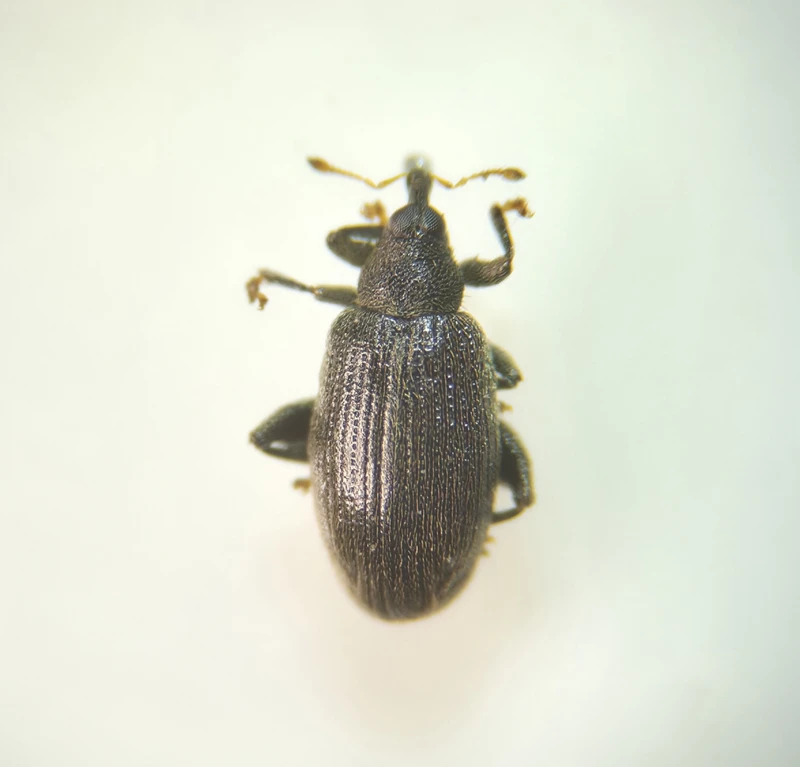 Orchestes fagi - bükk-bolhaormányos