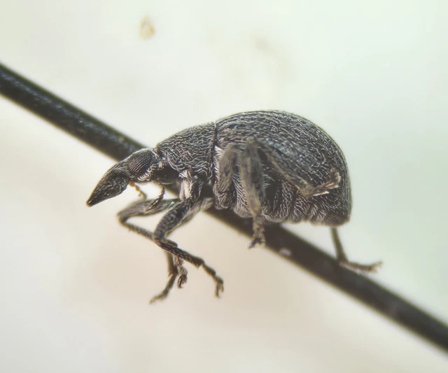 Oxystoma craccae - kaszanyügbükköny-cickányormányos