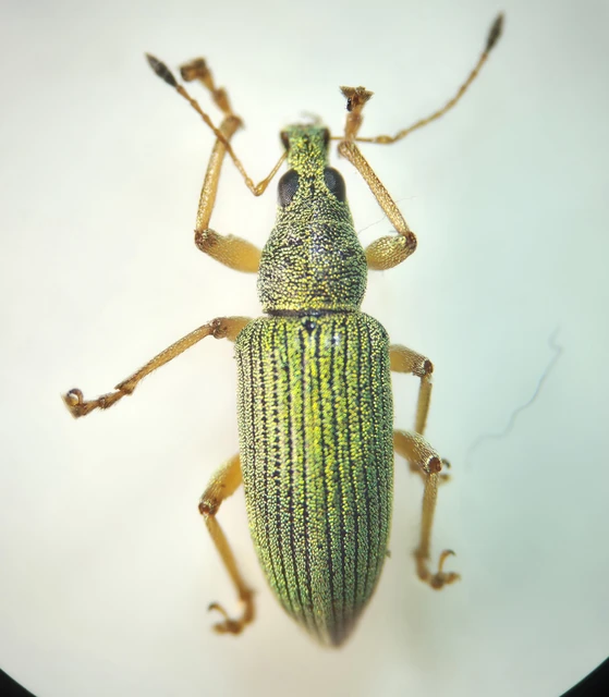 Polydrusus formosus - selymes lombormányos