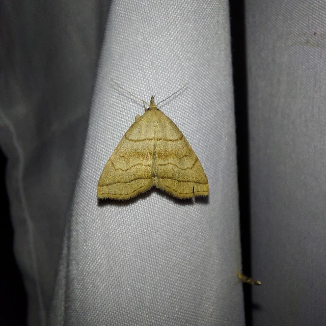 Herminia tarsicrinalis - szőröslábú karcsúbagoly
