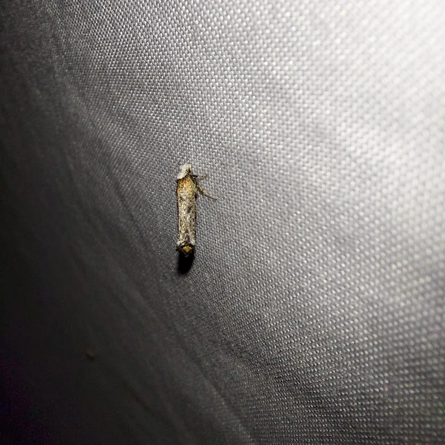 Pseudoswammerdamia combinella - szemfoltos tarkamoly