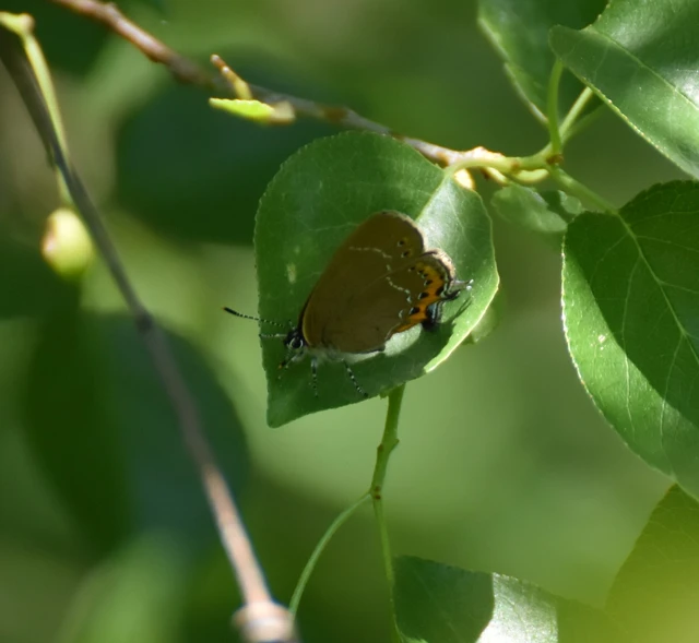 Satyrium pruni - szilvafa-csücsköslepke