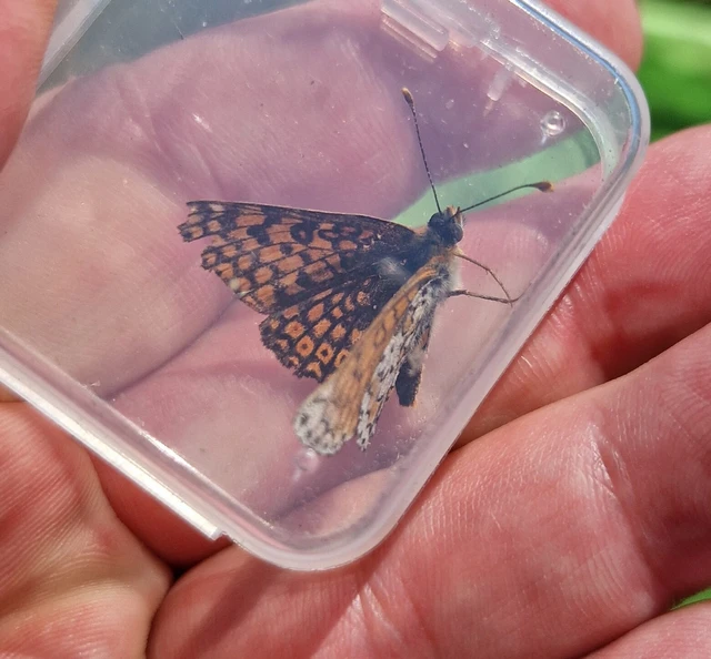 Melitaea cinxia - réti tarkalepke