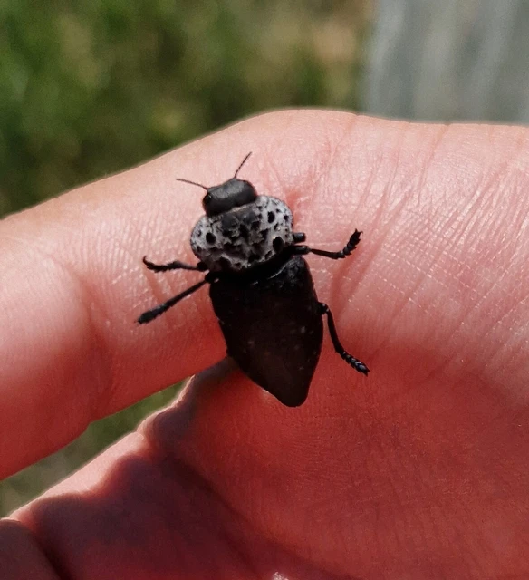 Capnodis tenebrionis - kökény-tükrösdíszbogár