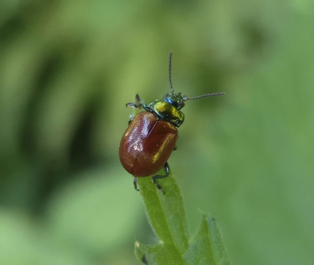 Chrysolina polita - réti mentalevelész Chrysolina polita - réti mentalevelész