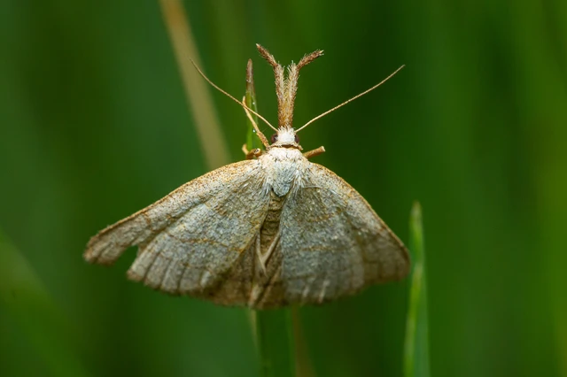 Polypogon tentacularia - sötétaljú karcsúbagoly