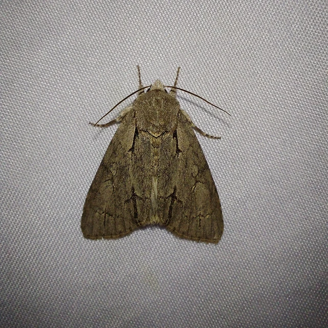 Acronicta cuspis/tridens/psi