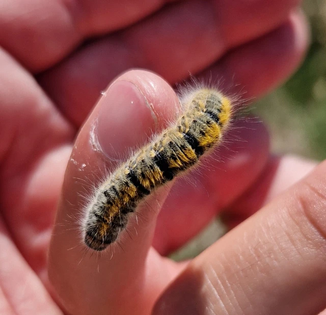 Lasiocampa trifolii - lóhereszövő