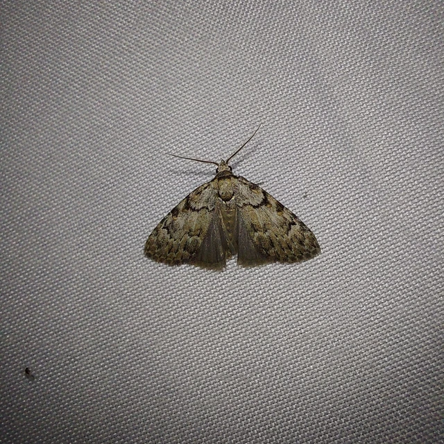 Meganola strigula - hamvas pamacsosszövő