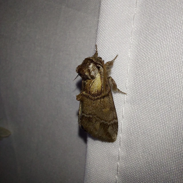 Drymonia velitaris - hegyi púposszövő