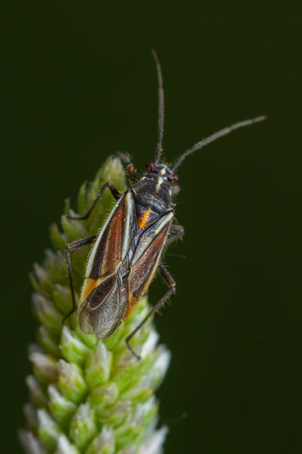 Horistus orientalis