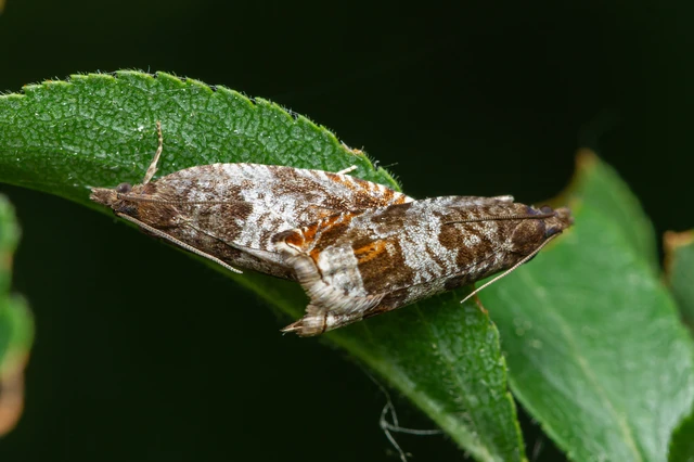 Ancylis achatana - márványos horgasmoly