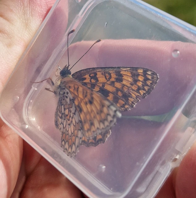 Melitaea phoebe - nagy tarkalepke