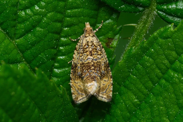 Celypha lacunana - vízparti tükrösmoly