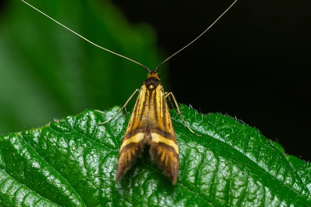 Nemophora degeerella - pompás tőrösmoly Nemophora degeerella - pompás tőrösmoly