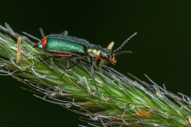 Melyridae - sziklaibogár-félék