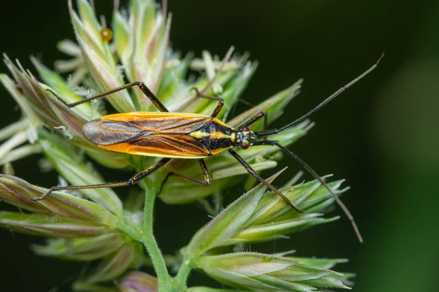 Leptopterna
